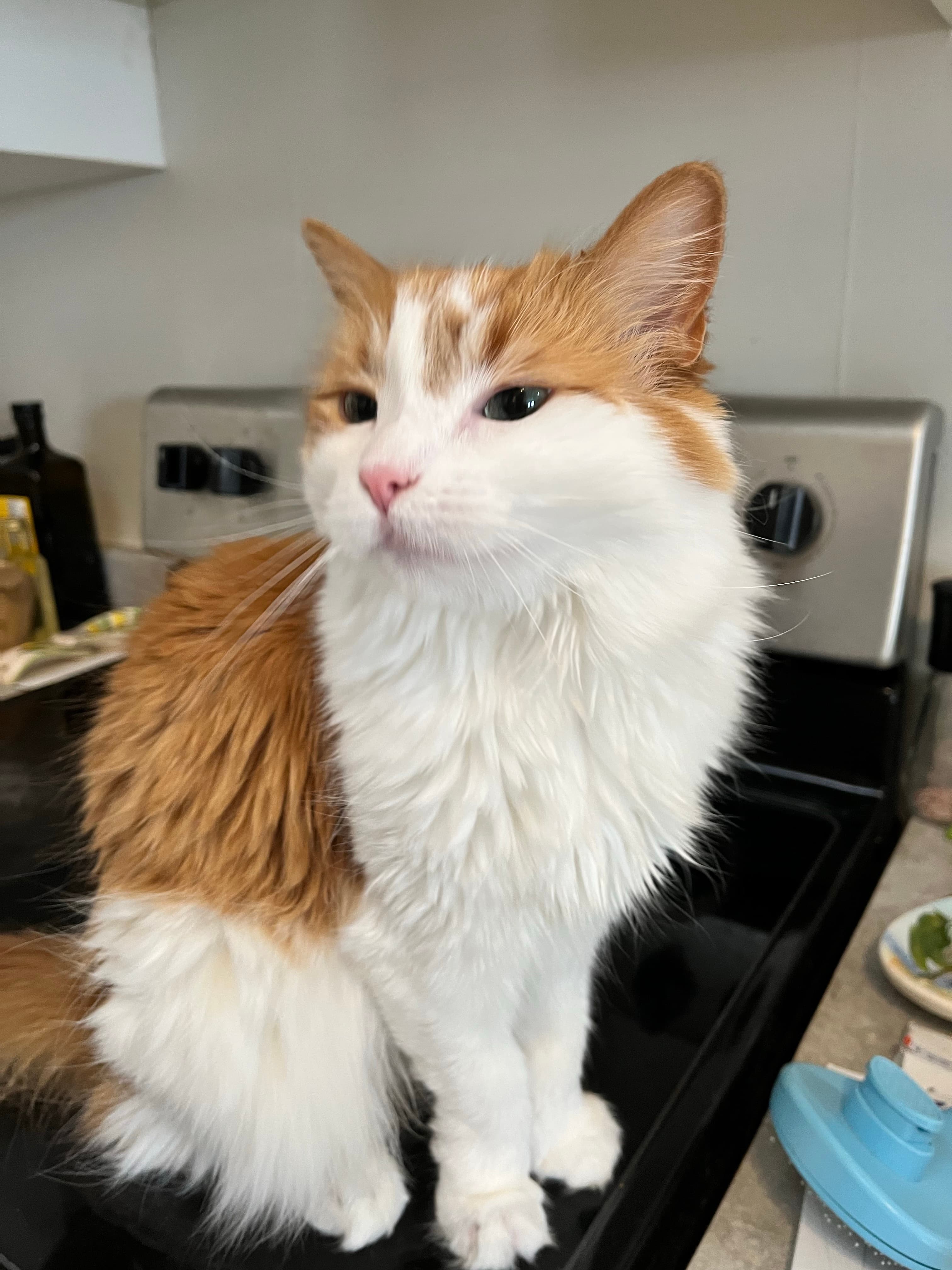 Karoot, the orange-and-white cat behind the brand name